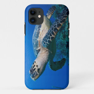 Cayman Islands, Little Cayman Island, Underwater 2 iPhone 11 Case