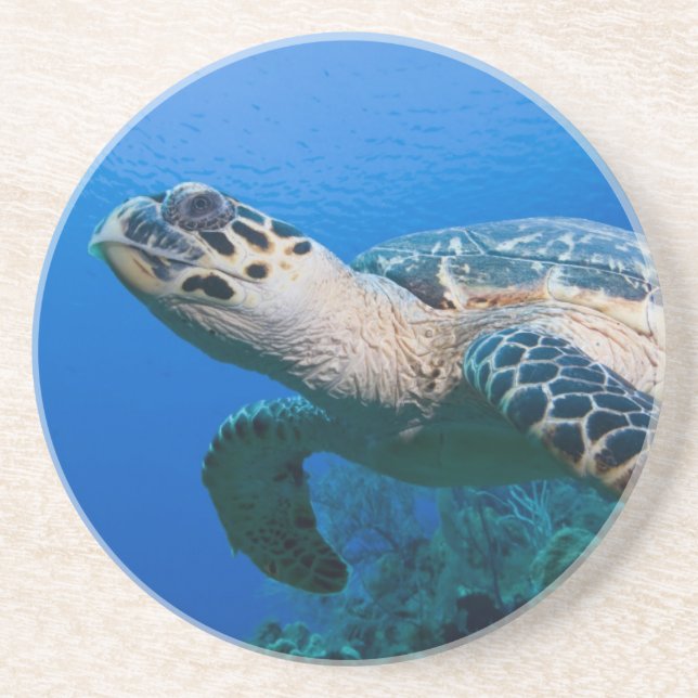 Cayman Islands, Little Cayman Island, Underwater 2 Coaster (Front)