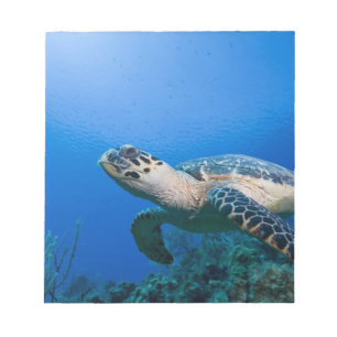 Cayman Islands, Little Cayman Island, Underwater 2 Notepad