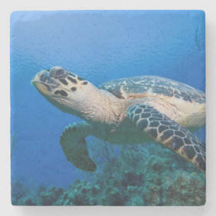 Cayman Islands, Little Cayman Island, Underwater 2 Stone Coaster