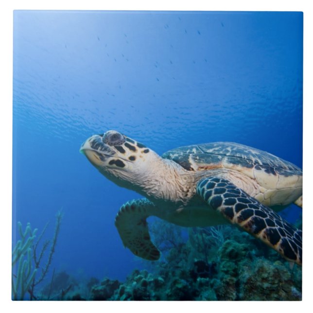 Cayman Islands, Little Cayman Island, Underwater 2 Tile (Front)