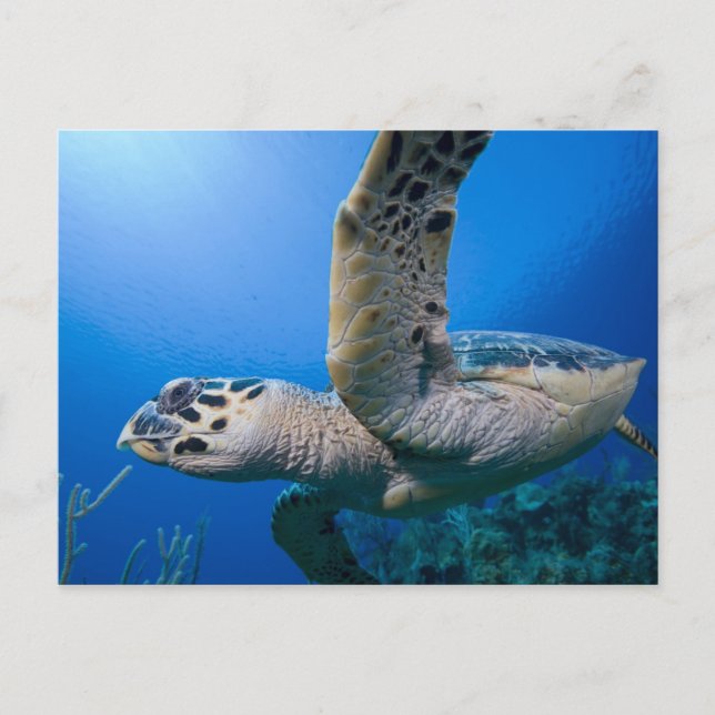 Cayman Islands, Little Cayman Island, Underwater Postcard (Front)