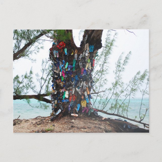 Cayman Islands : shoe tree by ocean Postcard (Front)