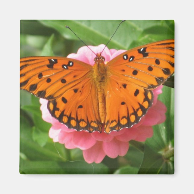 CC- Butterfly Magnet (Front)