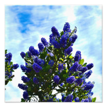 Ceanothus print