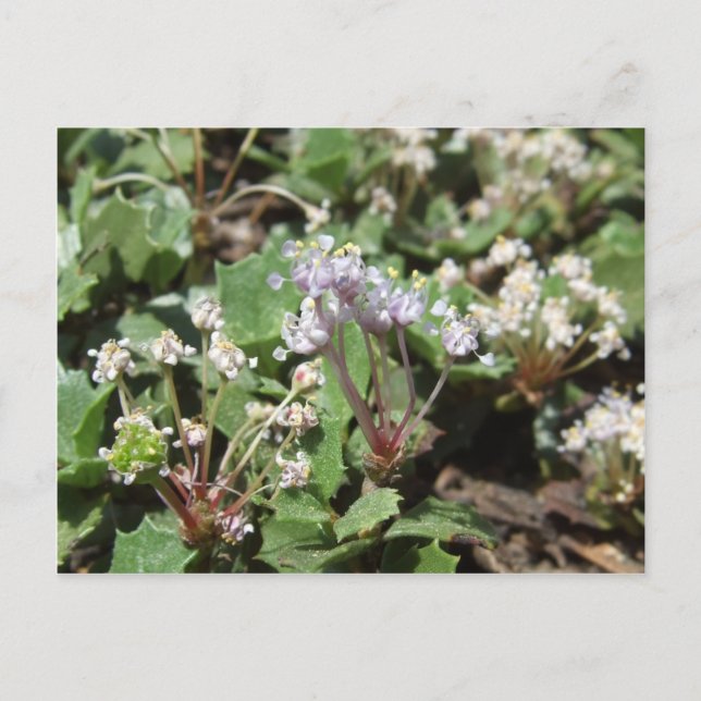Ceanothus prostratus postcard (Front)