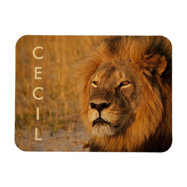 Cecil the Lion from Africa Magnet (Horizontal)
