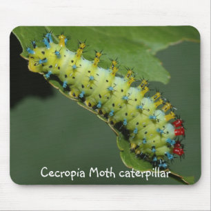 Cecropia Moth caterpillar Mouse Mat