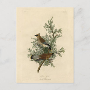 Cedar Bird, Cedar Waxwing Audubon Birds of America Postcard