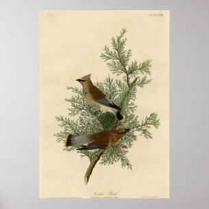 Cedar Bird Poster