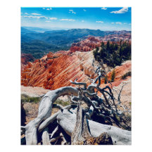 Cedar Breaks National Monument - Branch