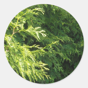 Cedar Hedge Classic Round Sticker
