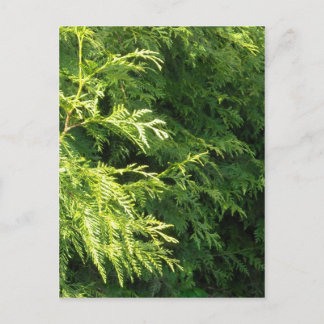 Cedar Hedge Postcard