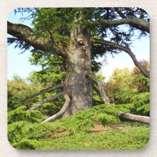 Cedar-of-Lebanon Tree Hard Plastic Coaster