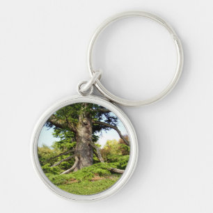 Cedar-of-Lebanon Tree Key Ring