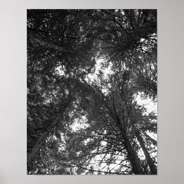 Cedar Tree Black and White Nature Forest Poster (Front)
