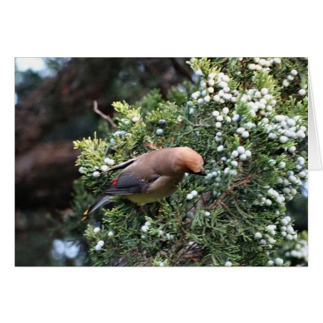 Cedar Tree & Waxwing (Front Horizontal)