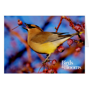 Cedar Waxwing