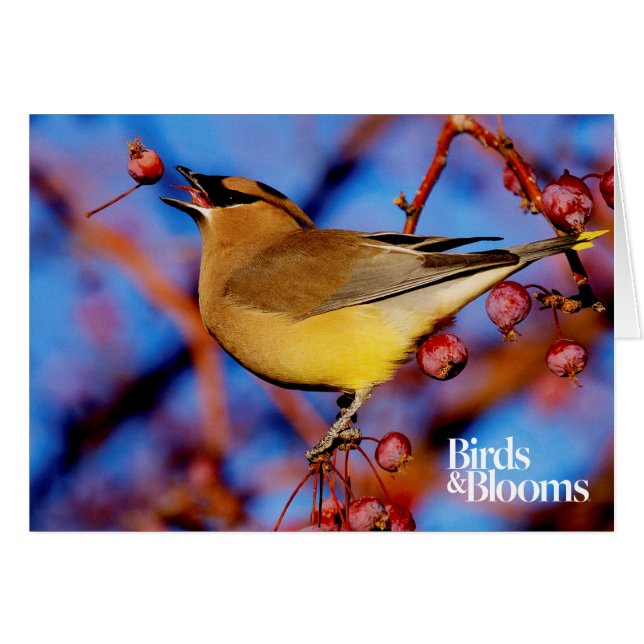 Cedar Waxwing (Front Horizontal)