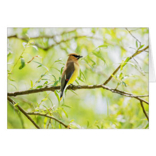 Cedar Waxwing