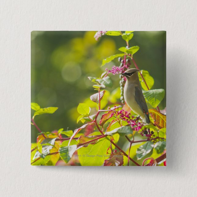 Cedar Waxwing  And Poke Berries On A Tree 15 Cm Square Badge (Front)