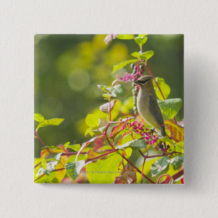 Cedar Waxwing And Poke Berries On A Tree 15 Cm Square Badge