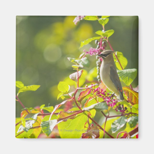 Cedar Waxwing  And Poke Berries On A Tree Magnet (Front)