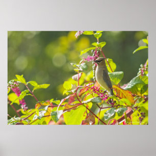 Cedar Waxwing  And Poke Berries On A Tree Poster