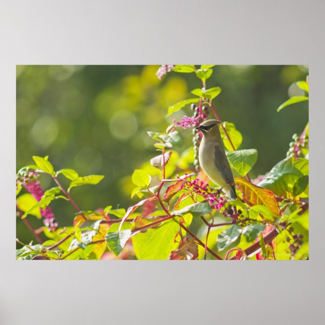 Cedar Waxwing  And Poke Berries On A Tree Poster (Front)