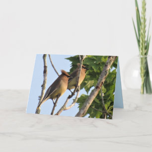 Cedar Waxwing - Backyard Bird Series - Folded Card