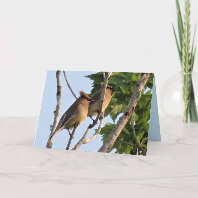 Cedar Waxwing - Backyard Bird Series - Folded Card (Front)