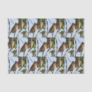 Cedar Waxwing - Backyard Bird Tissue Paper