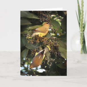 Cedar Waxwing Birds Greeting Card