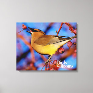 Cedar Waxwing Canvas Print