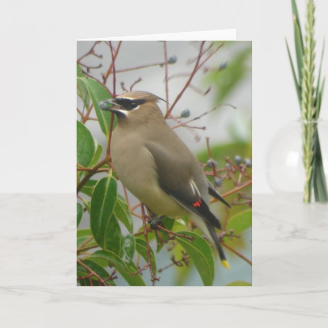 Cedar Waxwing Card (Front)