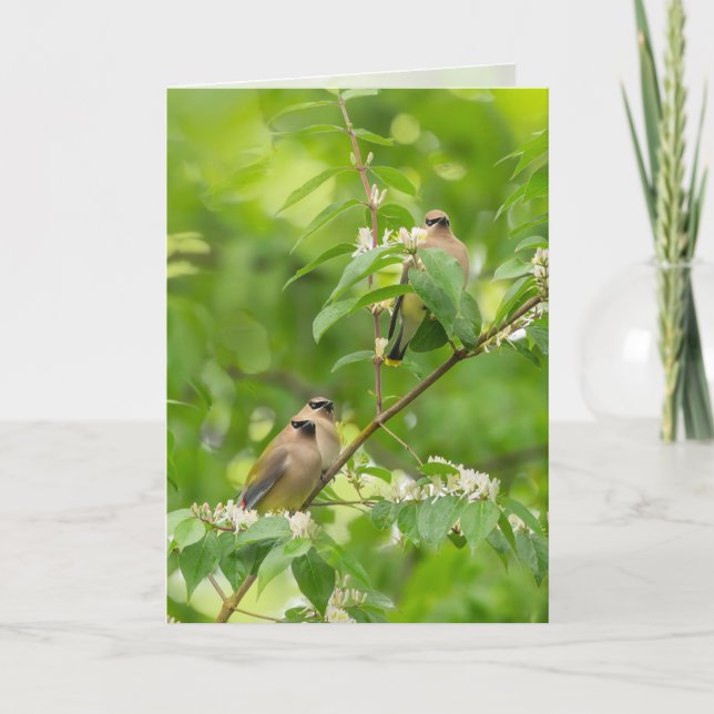 Cedar Waxwing Card (Front)