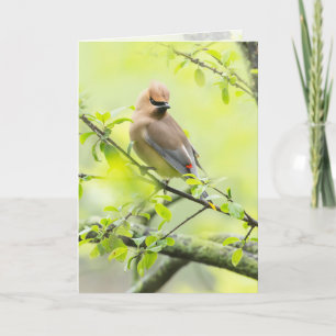Cedar Waxwing Card