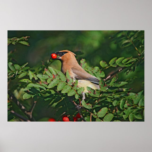 Cedar Waxwing Eating Mountain Ash Berry Poster (Front)