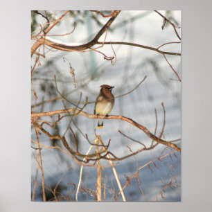 Cedar Waxwing In Winter Animal Poster