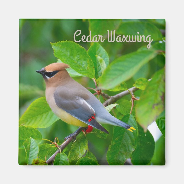 Cedar Waxwing Magnet (Front)