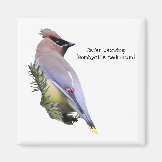 Cedar Waxwing Magnet (Front)