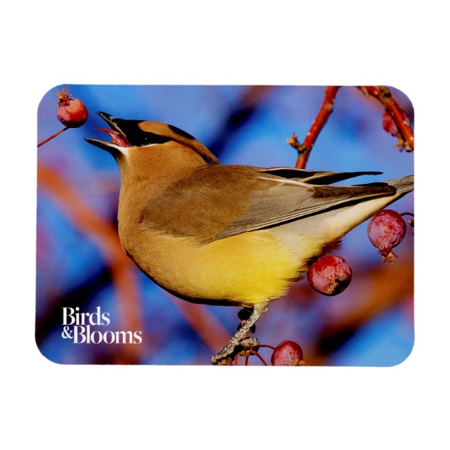Cedar Waxwing Magnet (Horizontal)