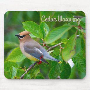 Cedar Waxwing Mouse Mat