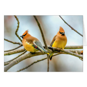 Cedar Waxwing - Original Photograph
