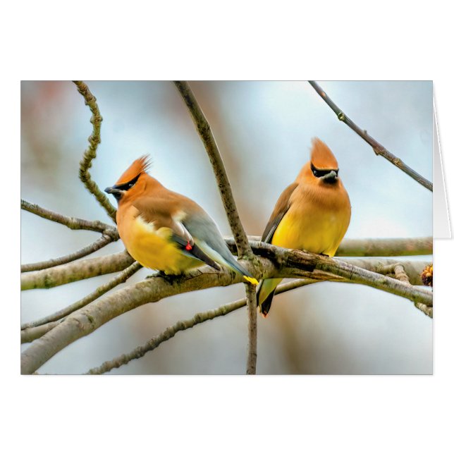 Cedar Waxwing - Original Photograph (Front Horizontal)