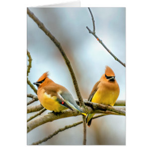 Cedar Waxwing - Original Photograph
