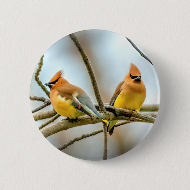 Cedar Waxwing - Original Photograph 6 Cm Round Badge (Front)