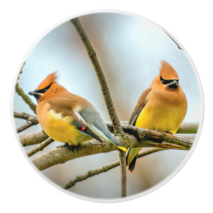 Cedar Waxwing - Original Photograph Ceramic Knob