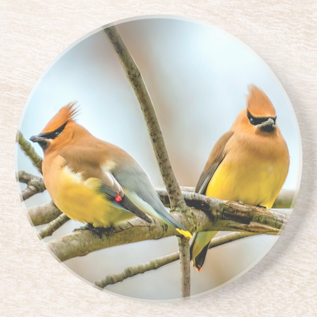 Cedar Waxwing - Original Photograph Coaster (Front)