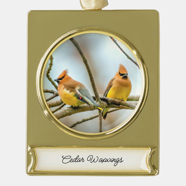 Cedar Waxwing - Original Photograph Gold Plated Banner Ornament (Front)
